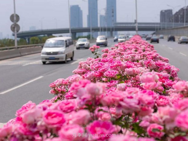 南阳月季美化武汉花城，百条道路月季开到爆街(图1)