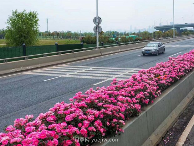 南阳月季美化武汉花城，百条道路月季开到爆街(图3)