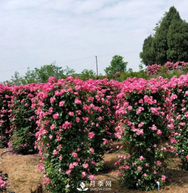 2021四川绵阳百万醉美月季花海艺术节，4月15日盛大开幕有福利(图6)