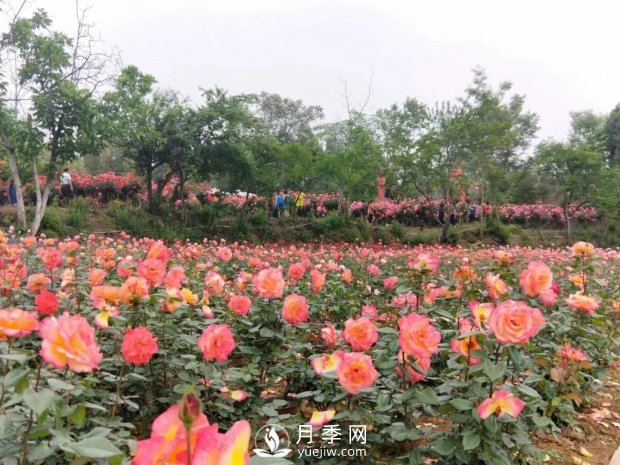 2021四川绵阳百万醉美月季花海艺术节，4月15日盛大开幕有福利(图1)