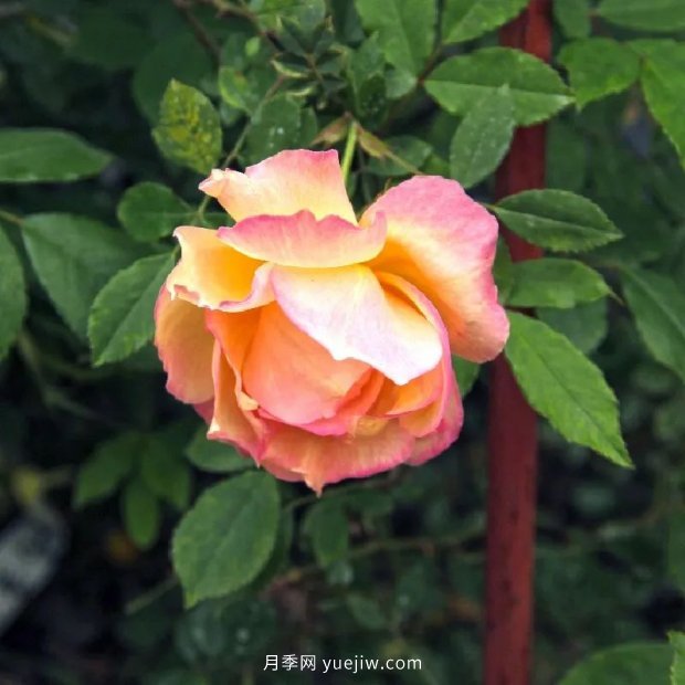 让“丽江美人”——粉红香水月季开满上海(图3)