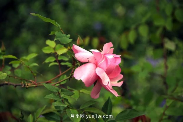 让“丽江美人”——粉红香水月季开满上海(图1)