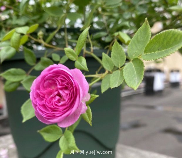 地栽的月季花，通风好光照好，为什么还有白粉病害？(图1)