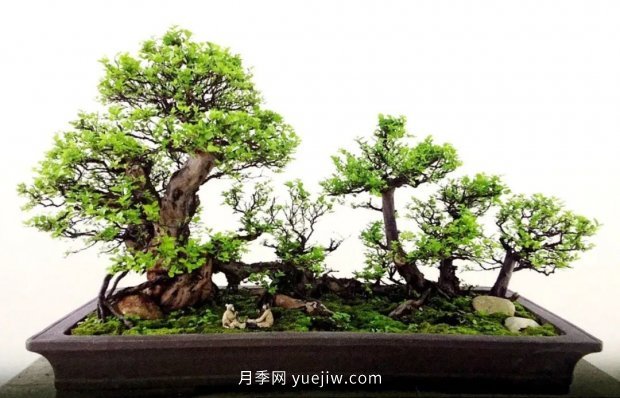***全花木盆景分类，轻松掌握各种花木适合如何造型(图2)