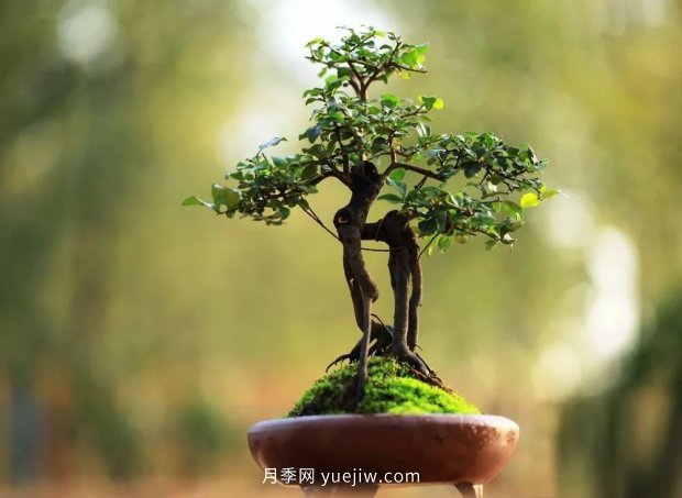 ***全花木盆景分类，轻松掌握各种花木适合如何造型(图4)