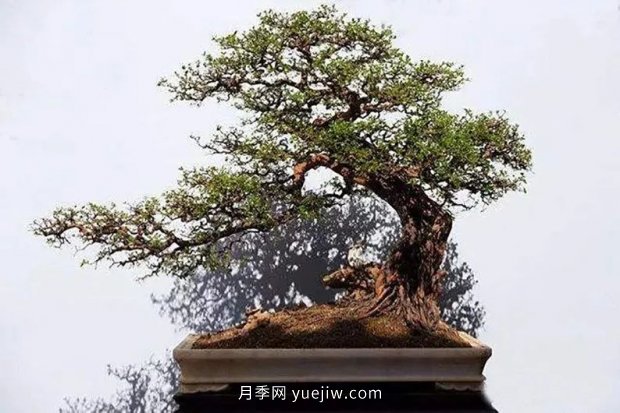 ***全花木盆景分类，轻松掌握各种花木适合如何造型(图3)