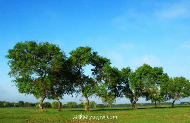 推荐2021年***有钱途的苗木种类(图2)