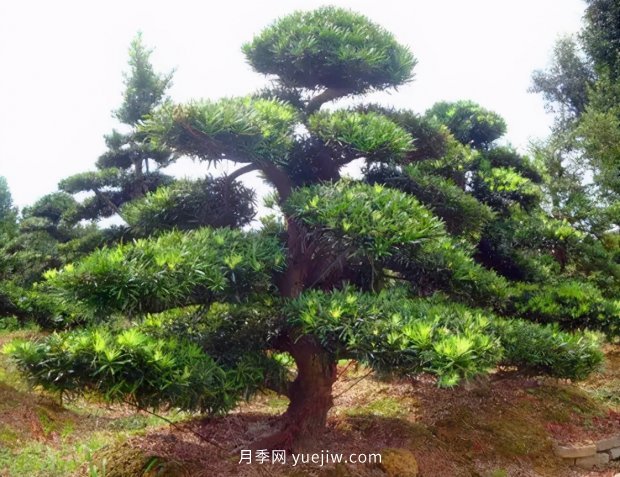 推荐2021年***有钱途的苗木种类(图4)
