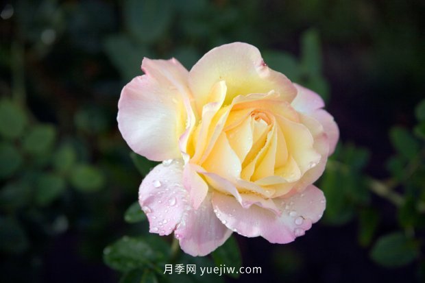 10个勤花抗病的优秀月季品种推荐(图6) 10个勤花抗病的优秀月季品种推荐(图6)