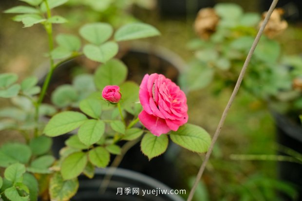 10个勤花抗病的优秀月季品种推荐(图1) 10个勤花抗病的优秀月季品种推荐(图1)
