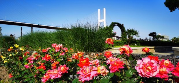 上海打造百条花道，属于月季的***美赏花季来了(图2)