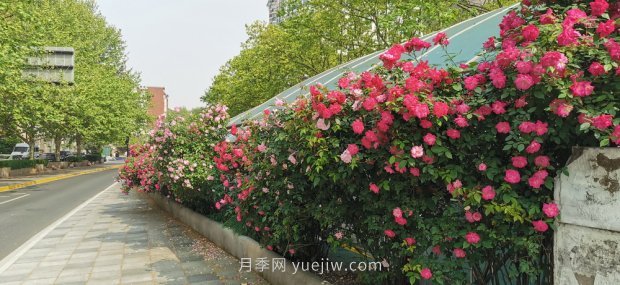 上海打造百条花道，属于月季的最美赏花季来了(图6)