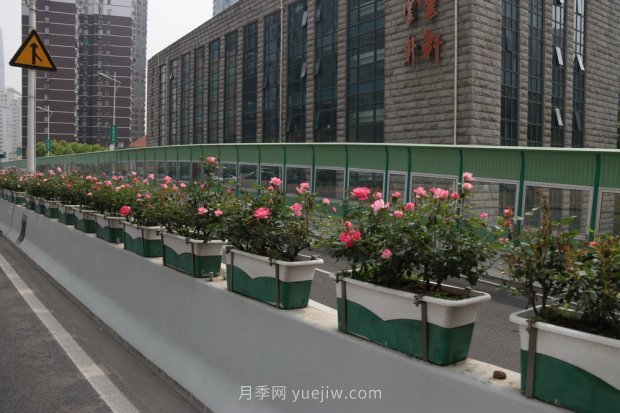 月季含苞待放 上海高架月季花路将上演“满城月季香”(图2)