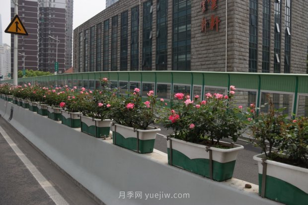 上海打造百条花道，属于月季的***美赏花季来了(图5)