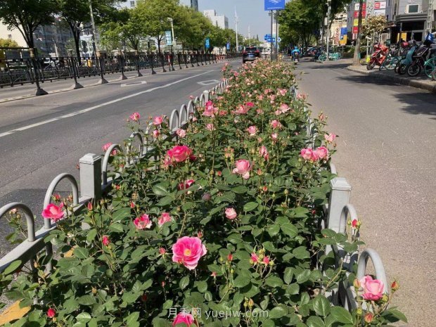 上海打造百条花道，属于月季的***美赏花季来了(图3)