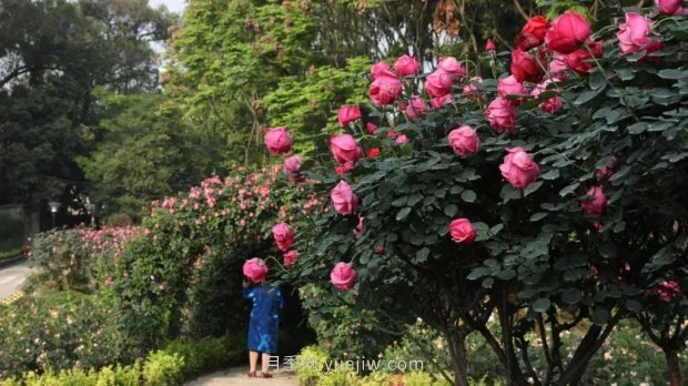成都植物园也有月季园了，超美盛花期来啦(图2)