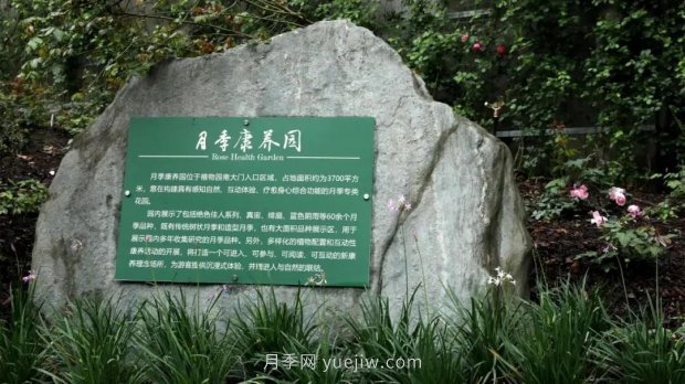 成都植物园也有月季园了，超美盛花期来啦(图1)