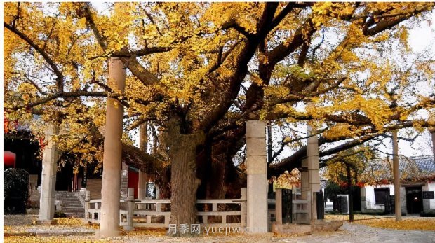 哪些珍贵的树种没有被园林行业注意到？(图2)