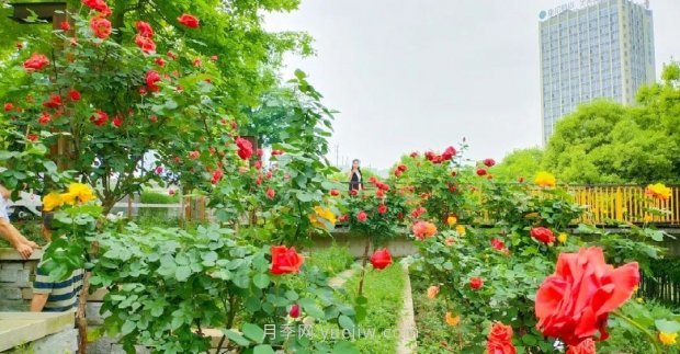 四月盛放的月季时间，湖北宜昌给你的专属浪漫花园(图6)