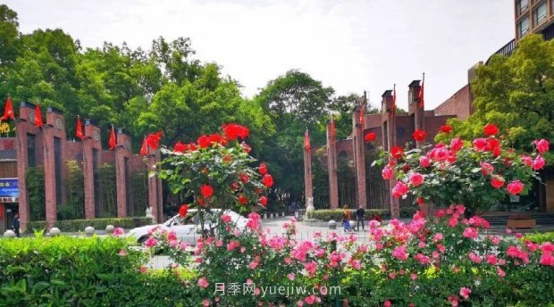 四月盛放的月季时间，湖北宜昌给你的专属浪漫花园(图5)