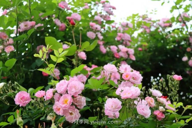 四月盛放的月季时间，湖北宜昌给你的专属浪漫花园(图12)