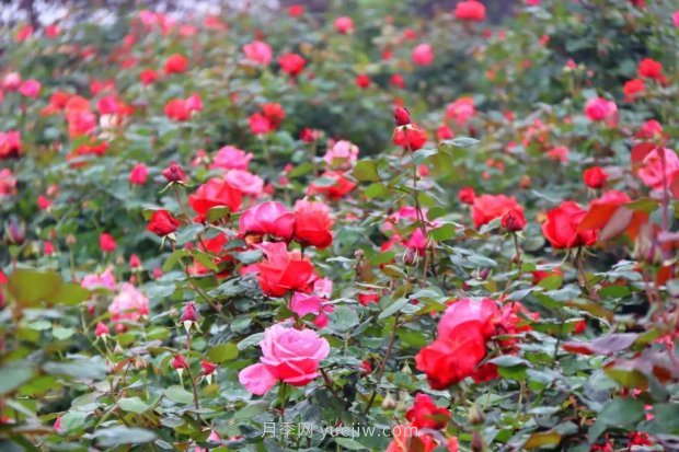 四月盛放的月季时间，湖北宜昌给你的专属浪漫花园(图2)