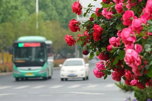 满城飘香赏月季，月季花开惊艳了四月的郑州(图3)