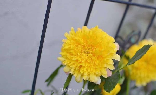 像秋菊的大花月季—“烟花波浪月季”(图1)