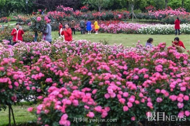 大武汉美！武汉满城月季流淌幸福的浪漫(图8)