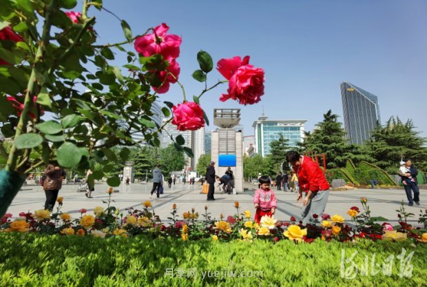 河北石家庄市第十七届月季花展五一开幕，16个月季花坛展示(图4)