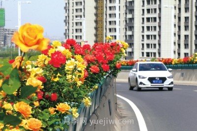 打造市花月季花海！郑州要用三年时间建设月季花城(图1)