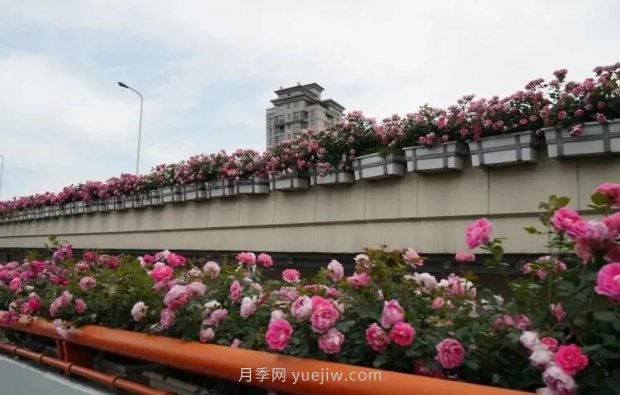 上海城市高架变“花路”，这些月季进入盛花期啦！(图1)