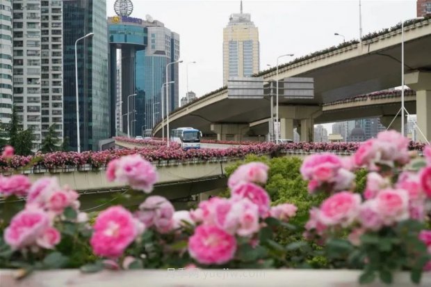 上海城市高架变“花路”，这些月季进入盛花期啦！(图2)