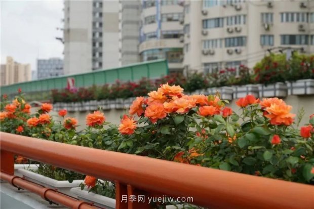 上海城市高架变“花路”，这些月季进入盛花期啦！(图5)