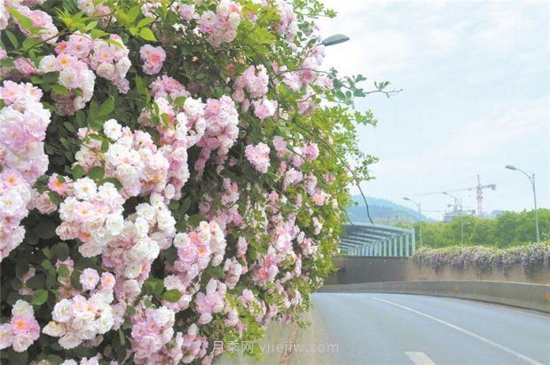 8万多株月季进入盛花期，月季成为杭州富阳城市绿化点睛之笔(图1)