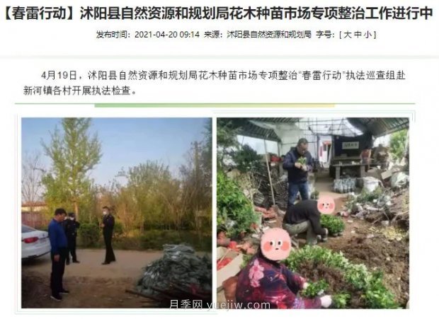 重拳出击！江苏沭阳“打假”扣押苗木10万余株(图1)