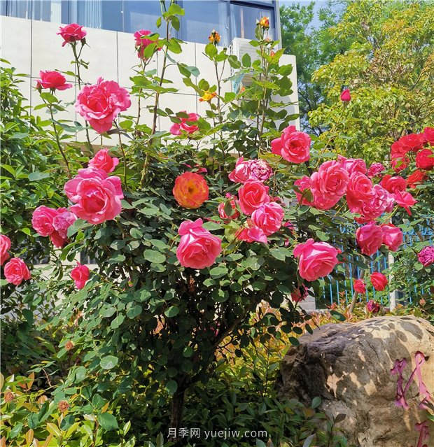 月季花开正盛，期待市花城市建设(图1)