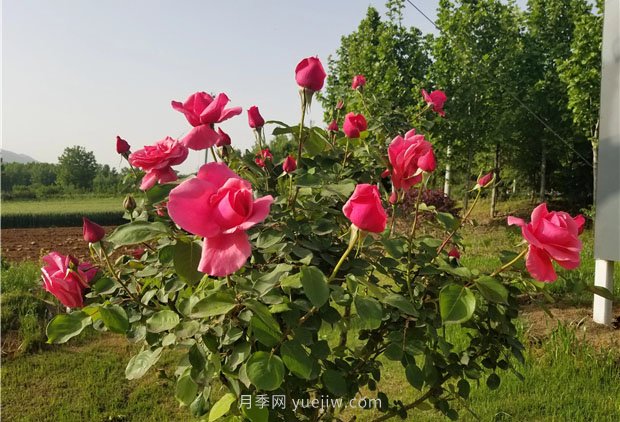 方城县七峰山公路十里月季花开(图1)