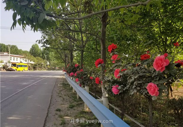 方城县七峰山公路十里月季花开(图3)