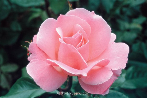 伊丽莎白女王月季(图1)
