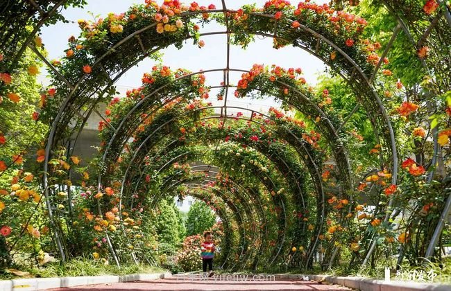 月季花开满城，***美郑州五月天（图册）(图1)