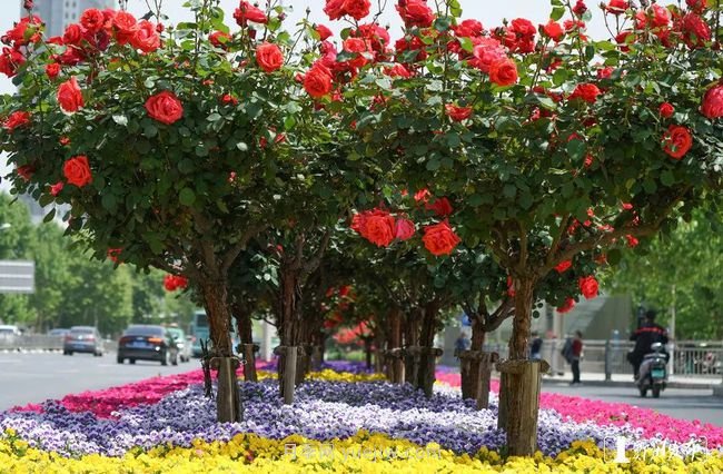 月季花开满城，***美郑州五月天（图册）(图2)