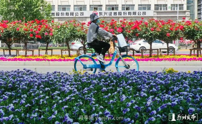 月季花开满城，***美郑州五月天（图册）(图3)