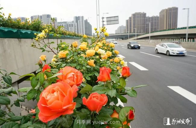 月季花开满城，***美郑州五月天（图册）(图8)