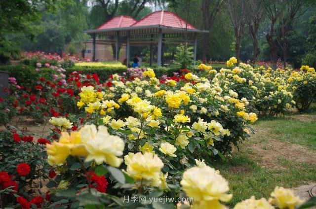 赏石家庄月季市花，遨游月季公园五月花海(图2)