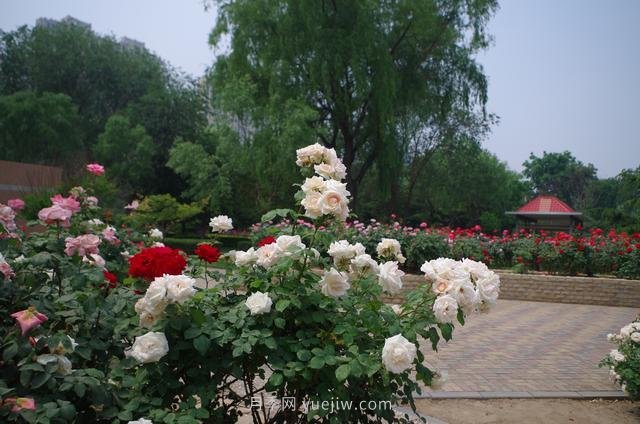 赏石家庄月季市花，遨游月季公园五月花海(图3)