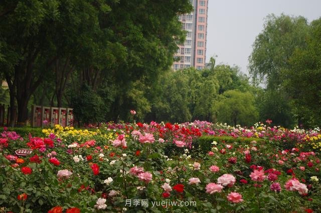 赏石家庄月季市花，遨游月季公园五月花海(图4)