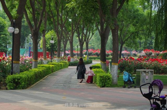 赏石家庄月季市花，遨游月季公园五月花海(图6)