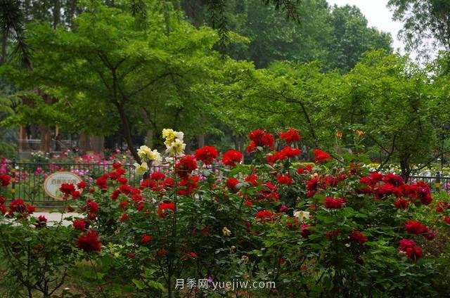 赏石家庄月季市花，遨游月季公园五月花海(图8)