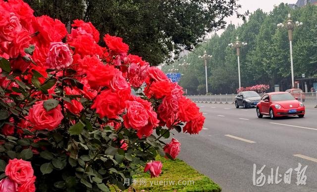 河北石家庄市花月季开 添彩省会美景(图4)